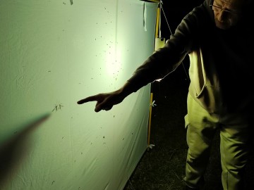 Świecenia nocne w PKWŁ  - czyli bliskie spotkania z motylami nocnymi 11 lipca 2025 r., 